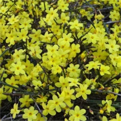 Jasminum Nudiflorum - Winter Jasmin - Large Specimen