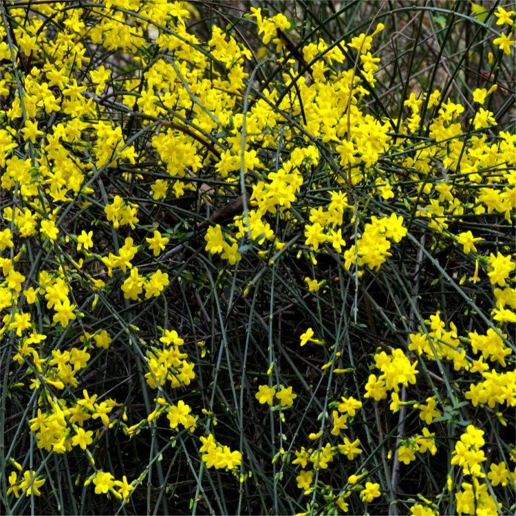Jasminum Nudiflorum - Winter Jasmin - Large Specimen 2 Jasminum Nudiflorum - Winter Jasmin - Large Specimen - Image 2
