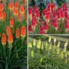 Kniphofia - Fire Rocket Mixture - Pack Of FIVE Plants