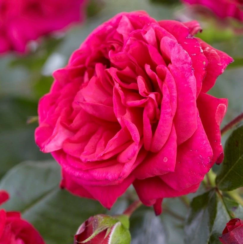 Large 5-6ft Specimen Climbing Rose - Laguna - Courtyard Climber 1 Large 5-6ft Specimen Climbing Rose - Laguna - Courtyard Climber