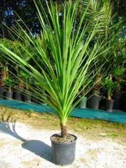 Cordyline Australis - GIANT EXTRA LARGE 5-6ft Specimen Palm -Plant Garden World large green cordyline2