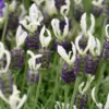 Lavendula Stoechas Anouk White - White Javelin French Lavender - Lavendula