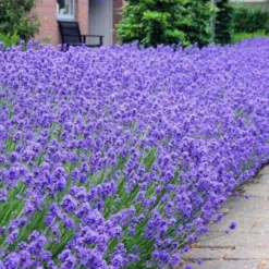 Munstead English Lavender - Lavandula Angustifolia 'Munstead' - Pack Of THREE Plants 5 Munstead English Lavender - Lavandula Angustifolia 'Munstead' - Pack Of THREE Plants -Plant Garden World lavender munstead1 750x750 1