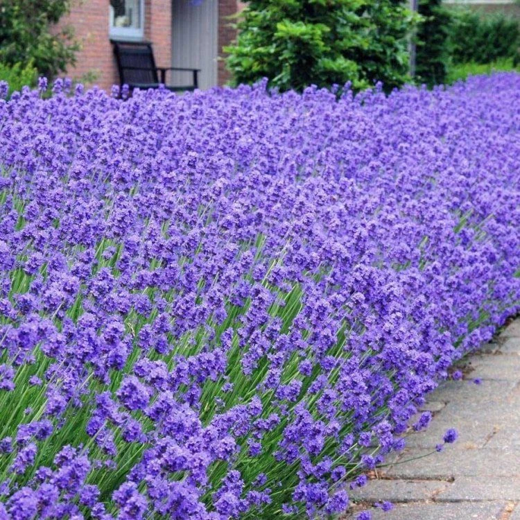 Munstead English Lavender - Lavandula Angustifolia 'Munstead' - Pack Of THREE Plants 3 Munstead English Lavender - Lavandula Angustifolia 'Munstead' - Pack Of THREE Plants - Image 3