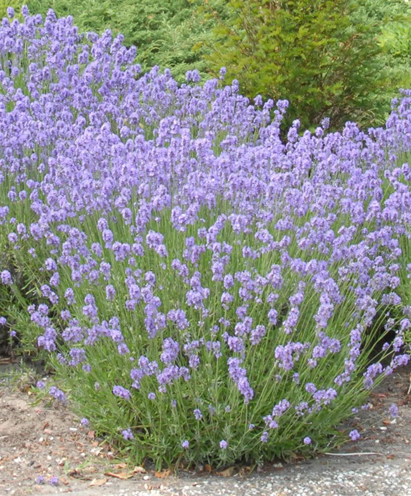 Munstead English Lavender - Lavandula Angustifolia 'Munstead' - Pack Of THREE Plants 2 Munstead English Lavender - Lavandula Angustifolia 'Munstead' - Pack Of THREE Plants - Image 2