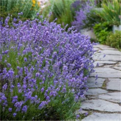 Munstead English Lavender - Lavandula Angustifolia 'Munstead' - Pack Of THREE Plants