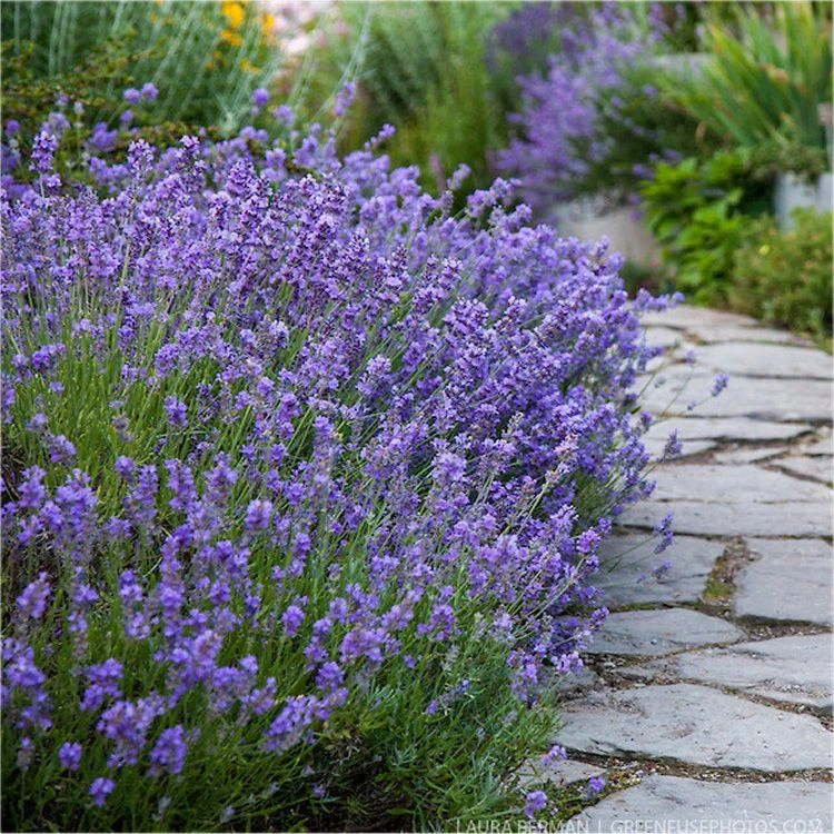 Munstead English Lavender - Lavandula Angustifolia 'Munstead' - Pack Of THREE Plants 1 Munstead English Lavender - Lavandula Angustifolia 'Munstead' - Pack Of THREE Plants
