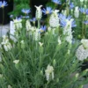 Lavendula Stoechas Snowman - White French Lavender - Lavendula