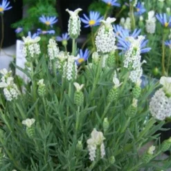 Lavendula Stoechas Snowman - White French Lavender - Lavendula -Plant Garden World lavender snowman1 2