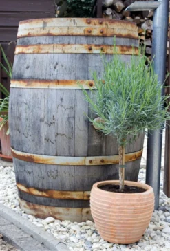 Pair Of Beautiful English Lavender Trees - Lavandula Angustifolia 5 Pair Of Beautiful English Lavender Trees - Lavandula Angustifolia -Plant Garden World lavender tree barrel 811x1200 1