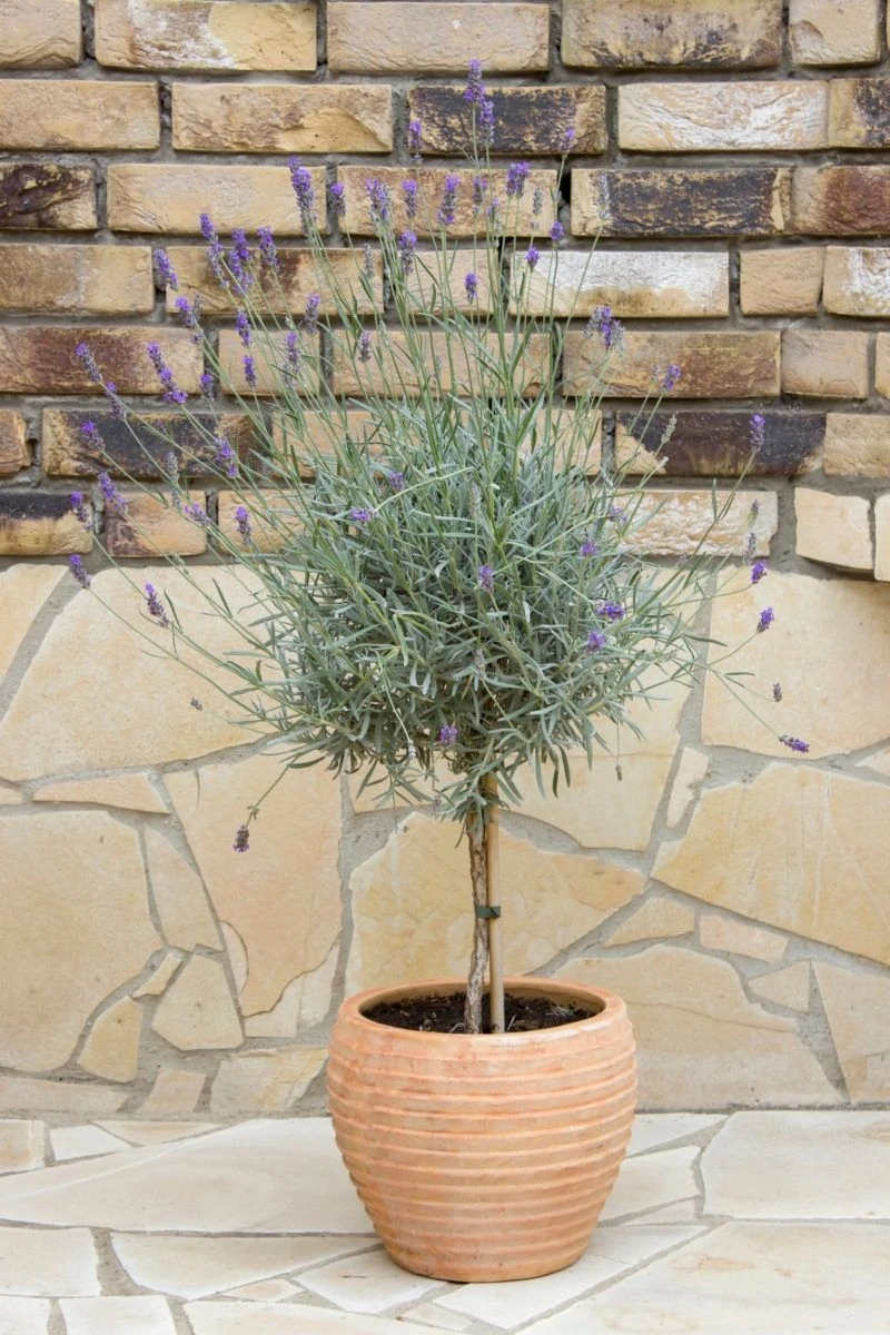 Pair Of Beautiful English Lavender Trees - Lavandula Angustifolia 2 Pair Of Beautiful English Lavender Trees - Lavandula Angustifolia - Image 2