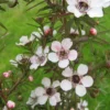 Leptospermum Silver Sheen - New Zealand Tea Tree