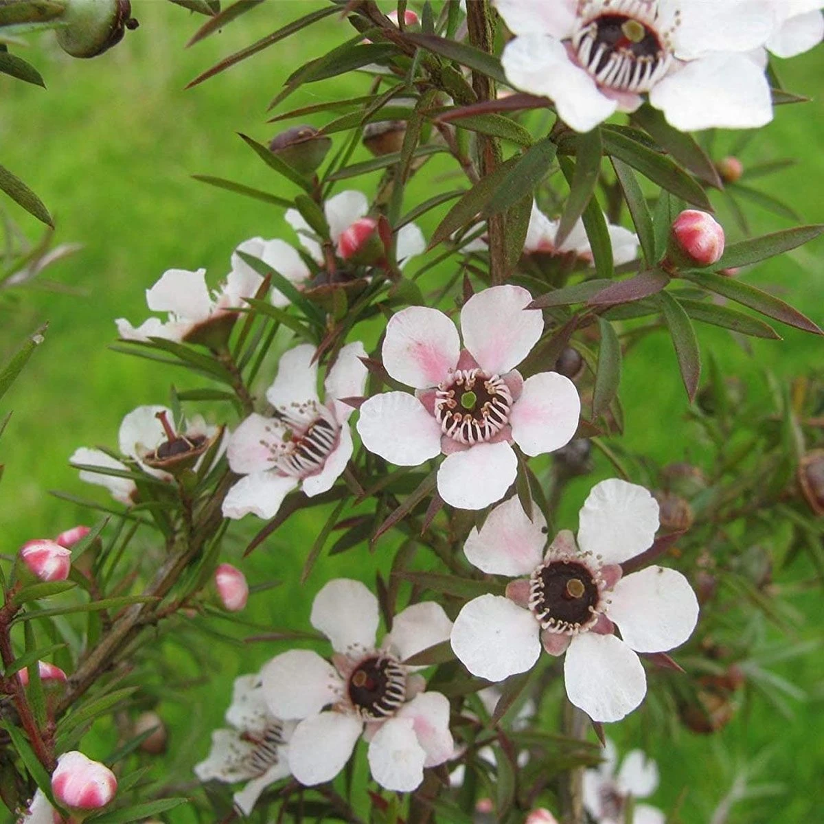Leptospermum Silver Sheen - New Zealand Tea Tree 1 Leptospermum Silver Sheen - New Zealand Tea Tree