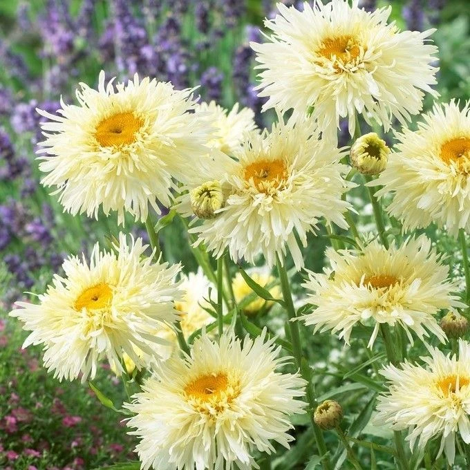 Leucanthemum Sunshine Mixture - Pack Of TEN 1 Leucanthemum Sunshine Mixture - Pack Of TEN