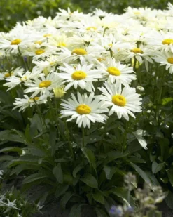 Leucanthemum Sunshine Mixture - Pack Of TEN 9 Leucanthemum Sunshine Mixture - Pack Of TEN -Plant Garden World leucanthemum 2