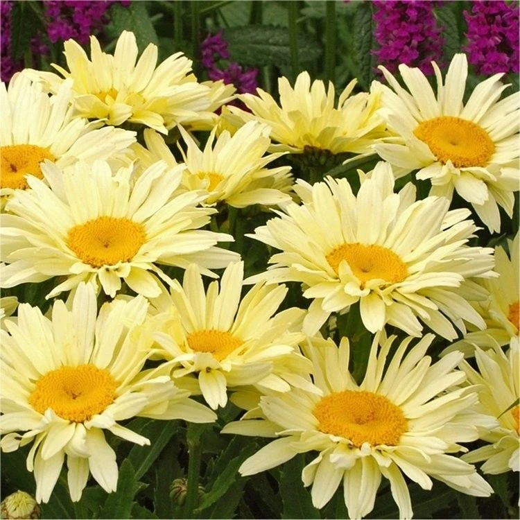 Leucanthemum Sunshine Mixture - Pack Of TEN 2 Leucanthemum Sunshine Mixture - Pack Of TEN - Image 2
