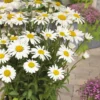 Leucanthemum X Superbum Snow Lady - Pack Of THREE Giant White Shasta Daisy Plants