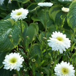 Leucanthemum Sunshine Mixture - Pack Of TEN 12 Leucanthemum Sunshine Mixture - Pack Of TEN -Plant Garden World leucanthemum sunshine mixture 1 scaled