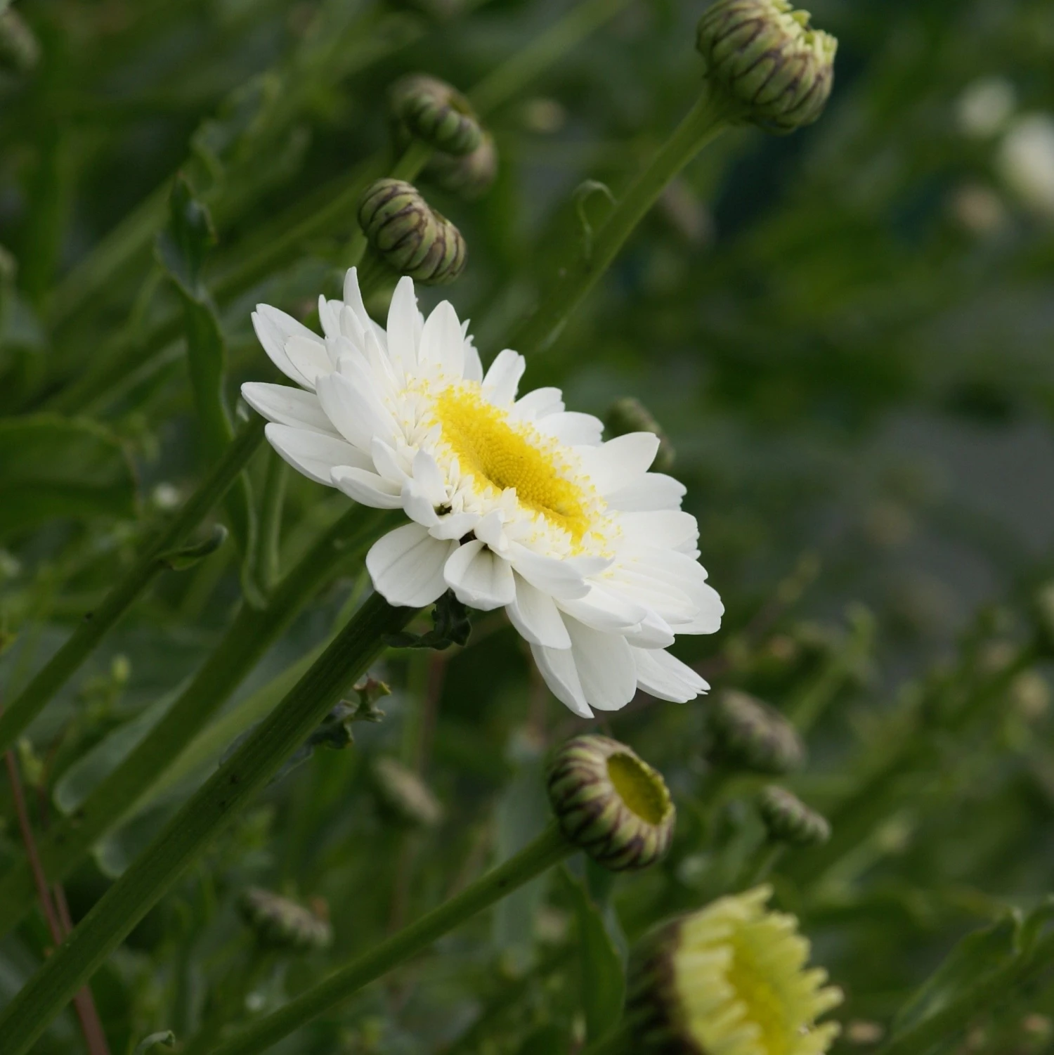 Leucanthemum Sunshine Mixture - Pack Of TEN 5 Leucanthemum Sunshine Mixture - Pack Of TEN - Image 5