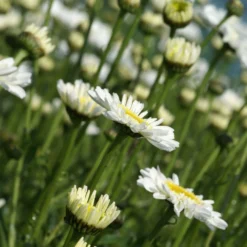 Leucanthemum Sunshine Mixture - Pack Of TEN 10 Leucanthemum Sunshine Mixture - Pack Of TEN -Plant Garden World leucanthemum sunshine mixture 5 scaled