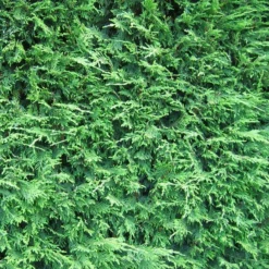 Leylandii - Green Leyland Cypress - Cuprocyparis Leylandii - Pack Of TEN 3-4ft Hedging Conifers -Plant Garden World leylandii green hedge3