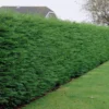 Leylandii - Green Leyland Cypress - Cuprocyparis Leylandii - Approx. 6ft Hedging Conifers