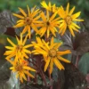 Ligularia Dentata Britt-Marie Crawford - Leopard Plant