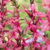Lobelia Speciosa Fan Salmon - Pack Of THREE Plants