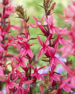 Lobelia Speciosa Fan Salmon - Pack Of THREE Plants