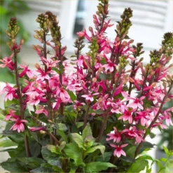 Lobelia Speciosa Fan Salmon - Pack Of THREE Plants -Plant Garden World lobelia fan salmon visi69905 600x600 1