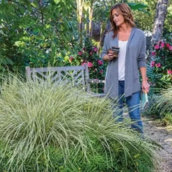 Lomandra White Sands -Plant Garden World lomandra white sands 1