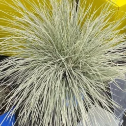 Lomandra White Sands -Plant Garden World lomandra white sands 2