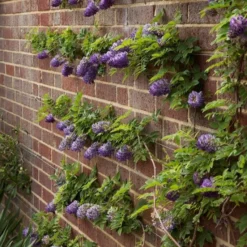 Wisteria Frutescens Longwood Purple - Large Specimen Plant 6ft -Plant Garden World longwood purple
