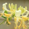 Lonicera Japonica Sweet Sue - Honey Suckle