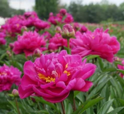 Paeonia Louis Van Houtte - Peony -Plant Garden World louis van houtte 1