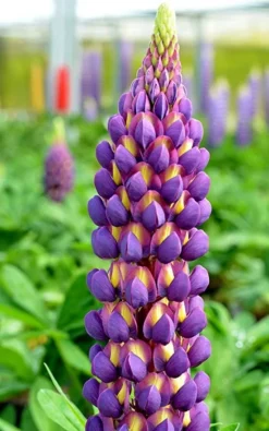 Lupinus West Country Lupins Magic Lantern -Plant Garden World lupin magic lantern 1