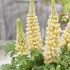 Lupinus West Country Lupin Cashmere Cream