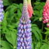 Lupinus West Country Lupin Melody