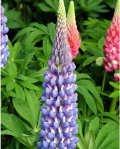 Lupinus West Country Lupin Melody