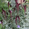 Lysimachia Atropurpurea Beaujolais - Pack Of THREE Plants
