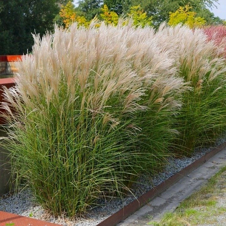Miscanthus Sinensis Kleine Silberspinne - Chinese Silver Grass - Large Specimen 1 Miscanthus Sinensis Kleine Silberspinne - Chinese Silver Grass - Large Specimen