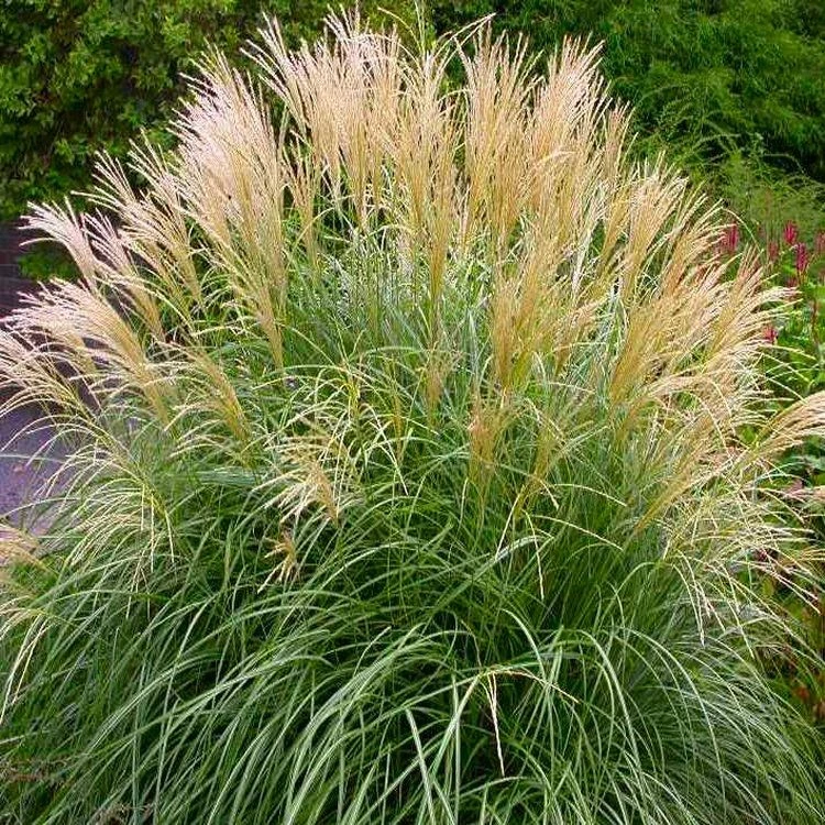 Miscanthus Sinensis Krater - Yakushima Dwarf Miscanthus 1 Miscanthus Sinensis Krater - Yakushima Dwarf Miscanthus