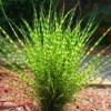 Miscanthus Sinensis Little Zebra - LARGE