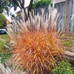 Miscanthus Indian Summer - Amazing Autumnal Colour Grass -Plant Garden World miscanthus malepartus indian summer 1
