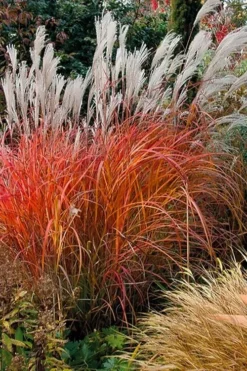 Miscanthus 'Purpurascens' - Flame Grass -Plant Garden World miscanthus purpurascens flame grass 10