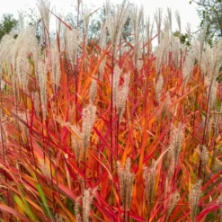 Miscanthus 'Purpurascens' - Flame Grass -Plant Garden World miscanthus purpurascens flame grass 2