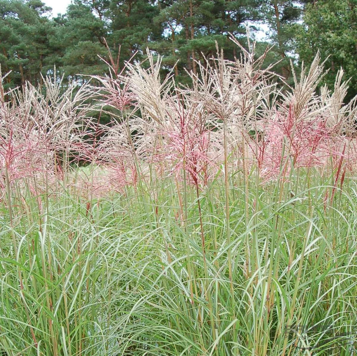 Miscanthus Sinensis Ferner Osten - LARGE SPECIMEN 2 Miscanthus Sinensis Ferner Osten - LARGE SPECIMEN - Image 2