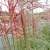 Miscanthus Sinensis Ferner Osten - LARGE SPECIMEN