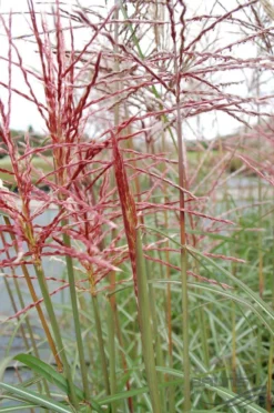 Miscanthus Sinensis Ferner Osten