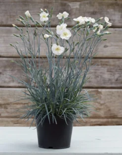 Dianthus Mojito - Large Plant -Plant Garden World mojito pot img 6985